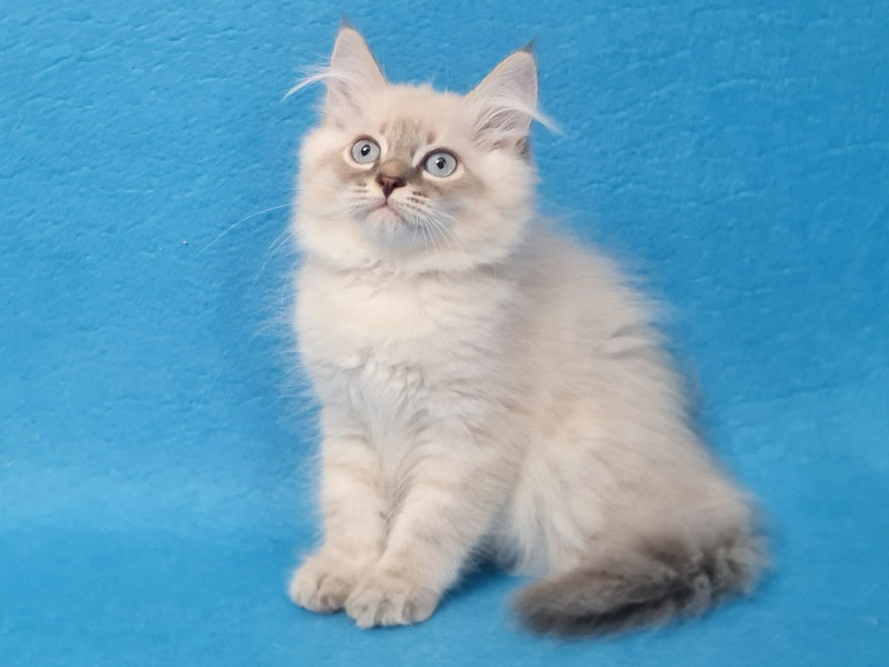 Angel Siberian male blue tabby pointed - live animals