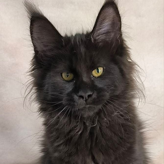 Freya Maine Coon polydactyl female, black