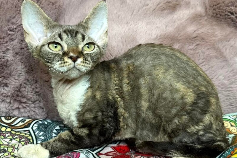 Umi Devon Rex female, black tabby bicolour