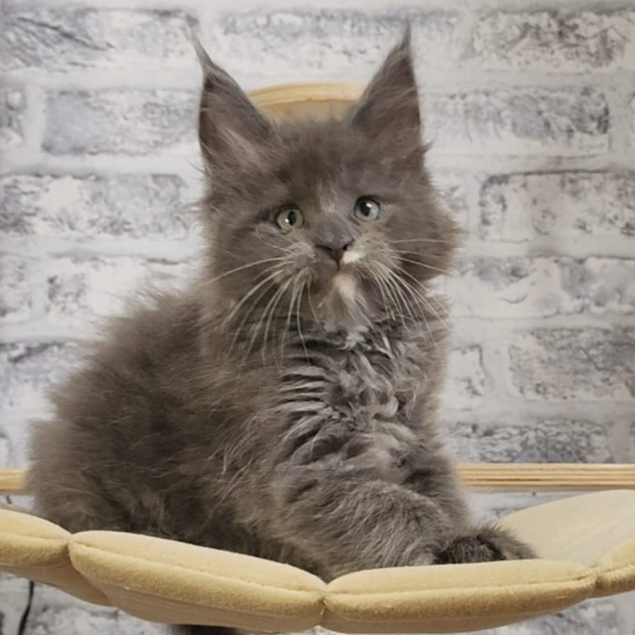 Candy Maine Coon female, blue with white