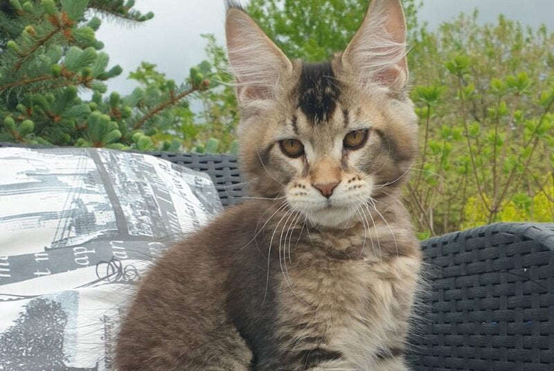 Edward Maine Coon male black ticked tabby - live animals