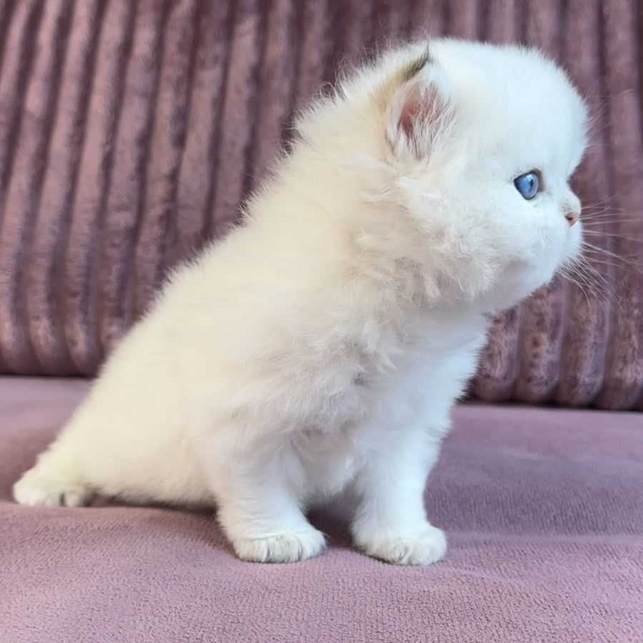 Imperial Leo British Longhair male, blue golden chinchilla pointed