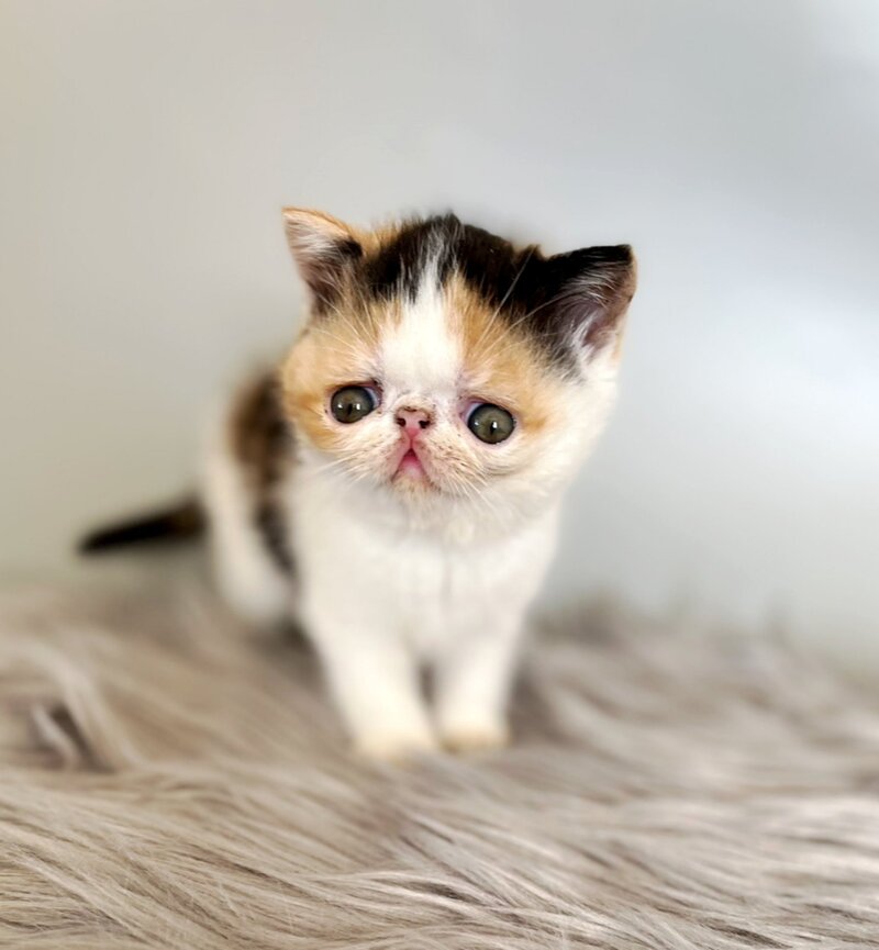 Zara Exotic female, black tortie bicolour
