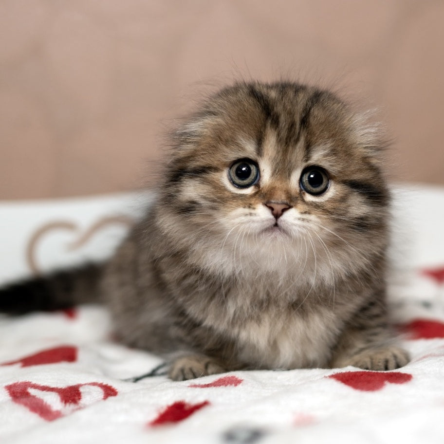 Lusya Scottish Fold female, black spotted tabby