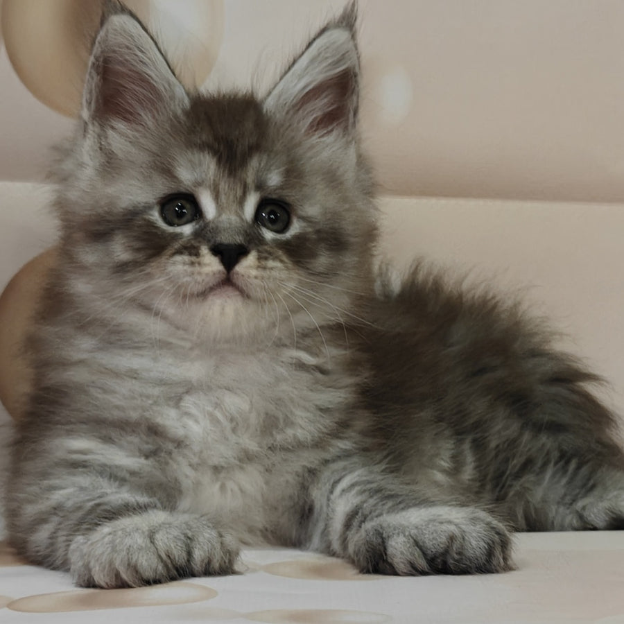 Favourite Maine Coon polydactyl 6x6x6x6 male, black silver