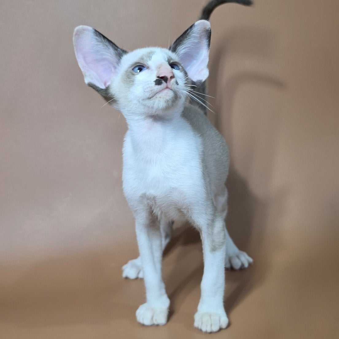 Ink Siamese male, black bicolour