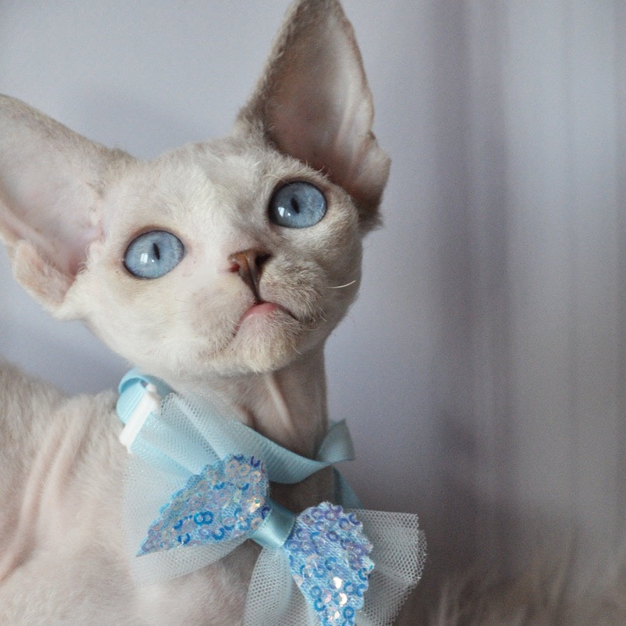 Tolik Devon Rex male, blue bicolour pointed