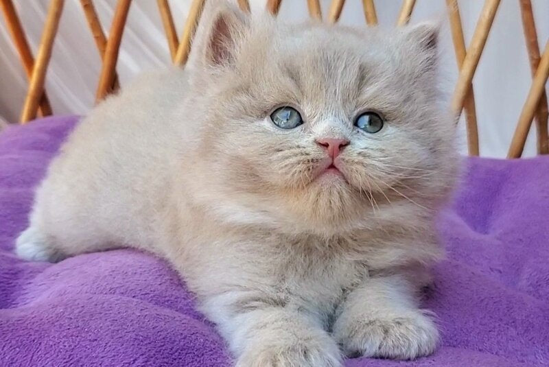 Yoshi British Longhair male, fawn