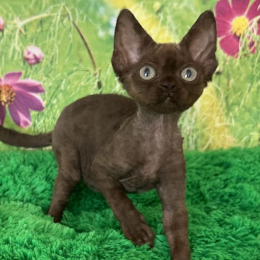 Ivona Devon Rex female, chocolate