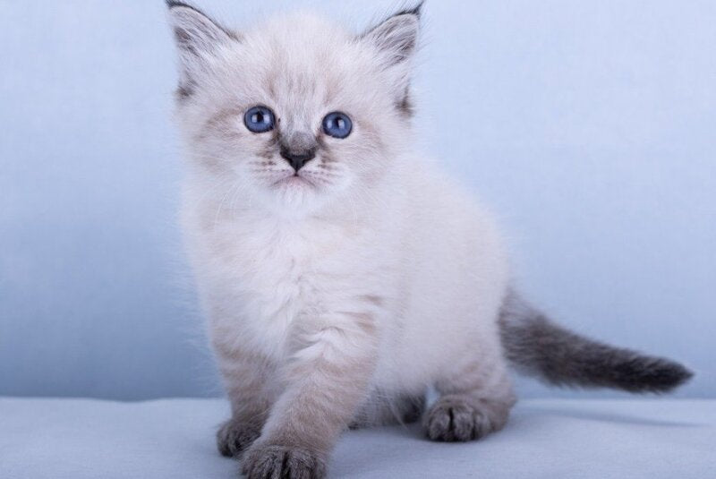Ivi Siberian female, black tabby pointed