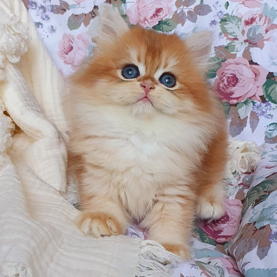 Anita British Longhair female, black golden chinchilla