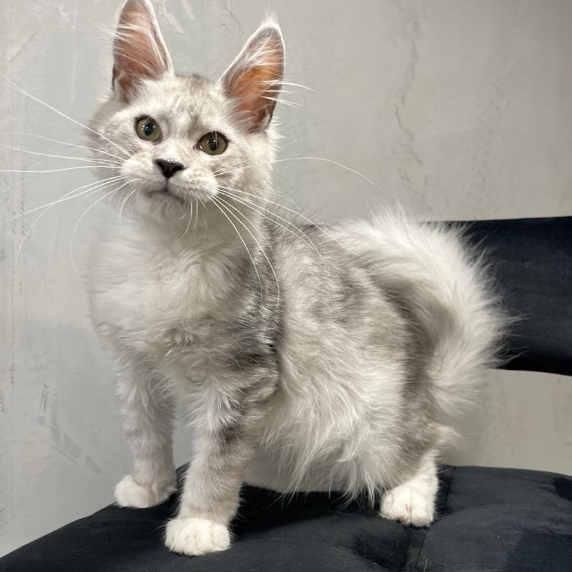 Kira Maine Coon female, black silver bicolour ticked tabby