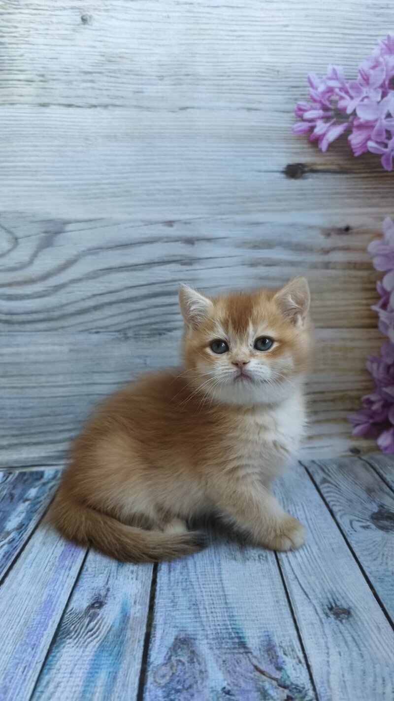 Sansara British Shorthair female black golden chinchilla live animals