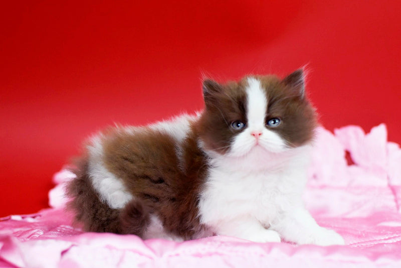Zabava British Longhair female chocolate bicolour - live animals