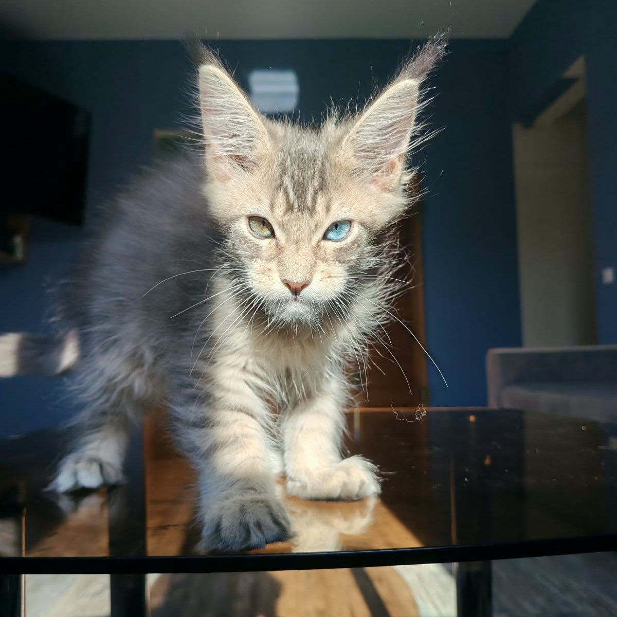 Talisman Maine Coon male, blue spotted tabby with white