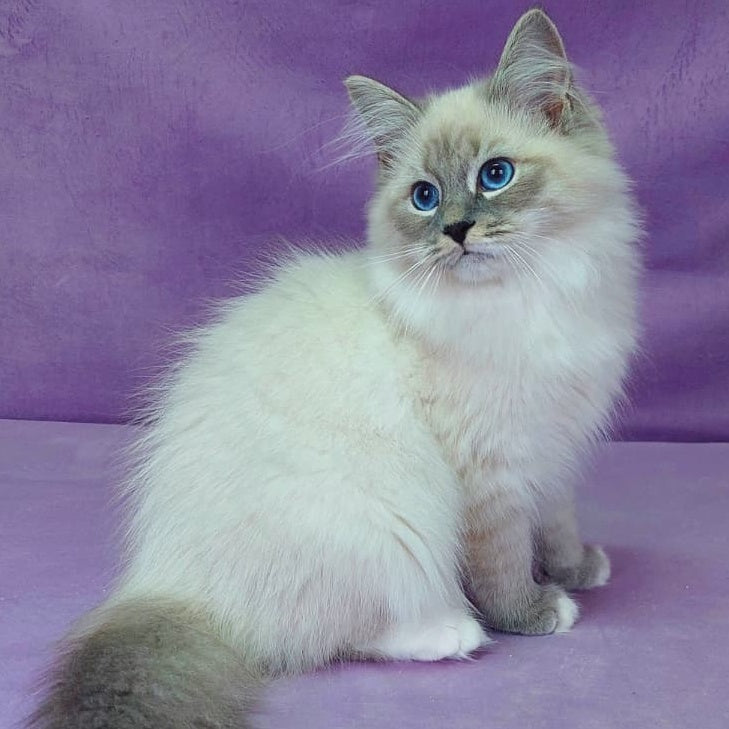 Oscar Siberian male, blue with white tabby pointed