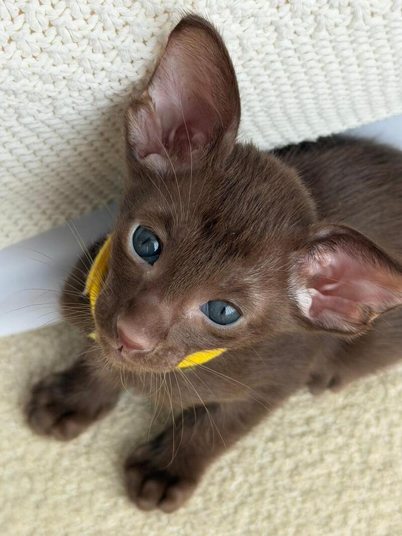 Adele Oriental Shorthair female chocolate - live animals