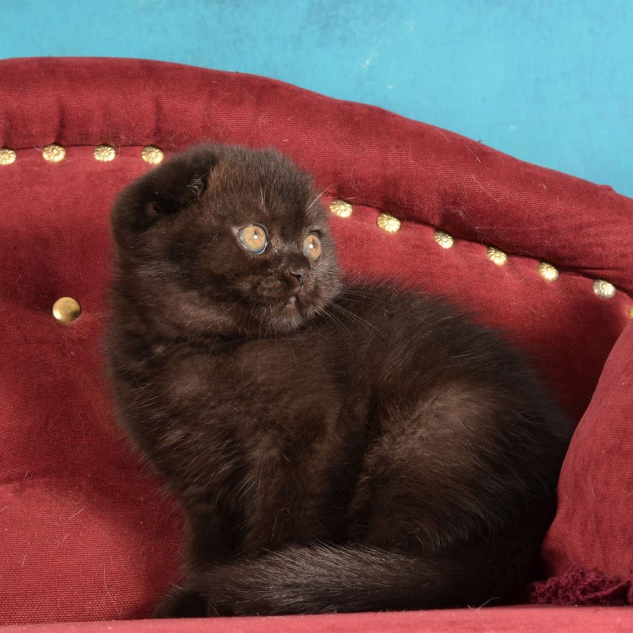 Imbir Scottish Fold male, black