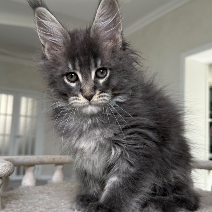 Yarik Maine Coon male, blue ticked tabby