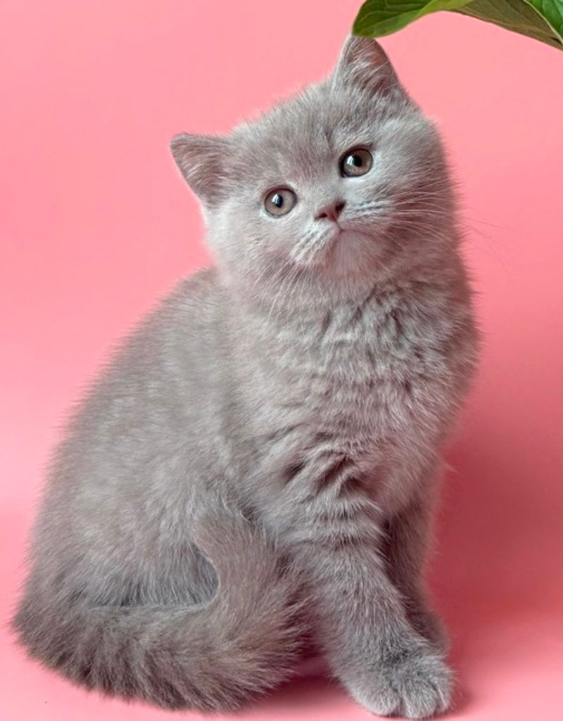 Lorenzo British Shorthair male, lilac