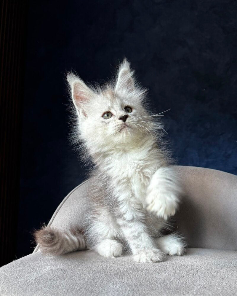 Imp Maine Coon male, black silver spotted tabby
