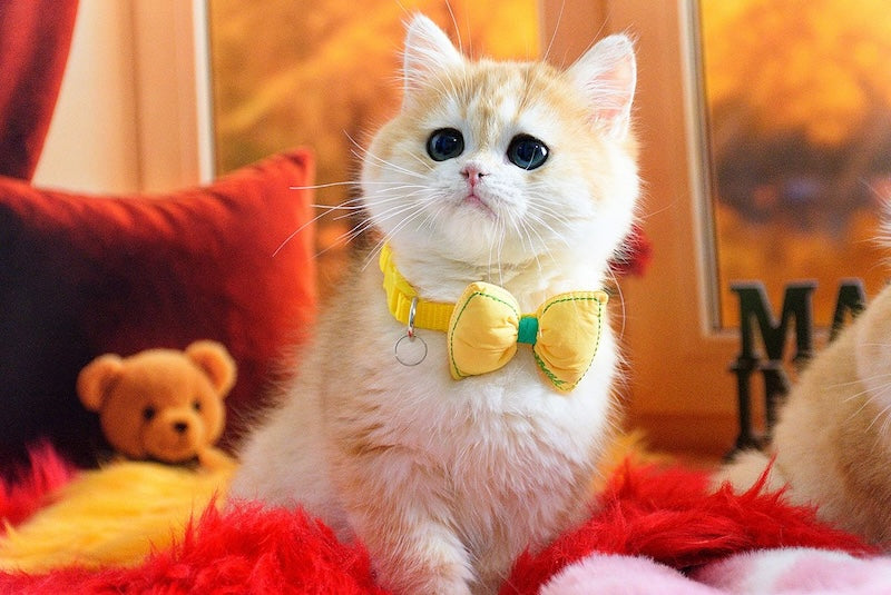 Merlin British Shorthair male, black golden chinchilla