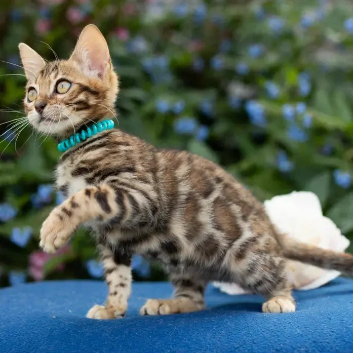 Dante Bengal male, black spotted tabby