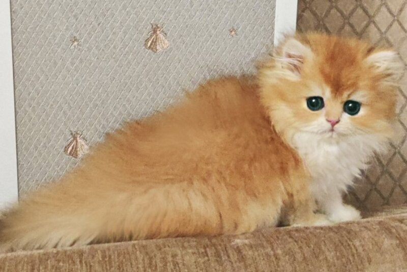 Zabava British Longhair female, black golden chinchilla