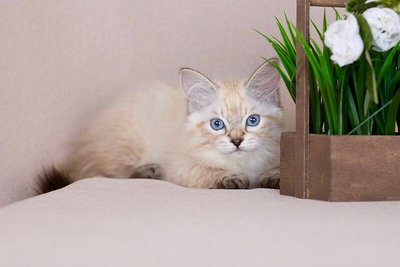 Halva Siberian female black tabby pointed - live animals