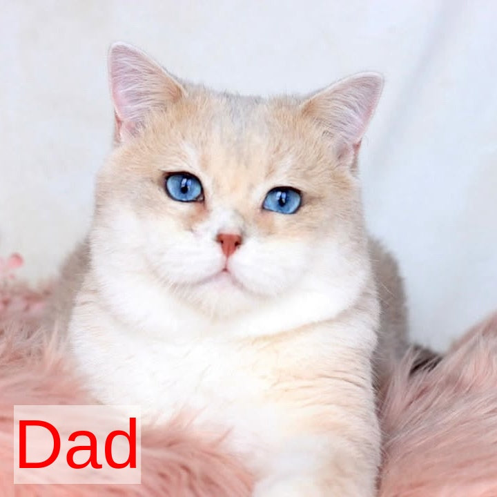 Samuel British Shorthair male, blue golden chinchilla