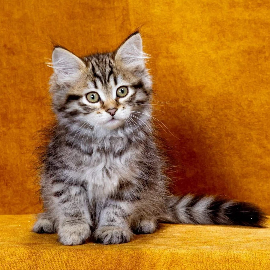 Klim Siberian male, black spotted tabby