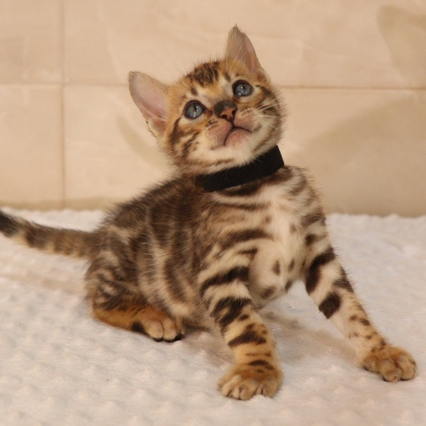 Xerxes Bengal male, black spotted tabby