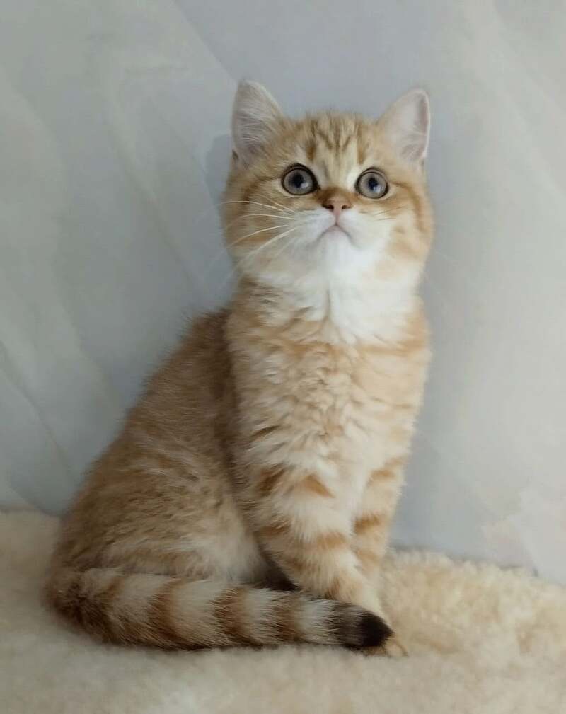 Agatha British Shorthair female, chocolate golden spotted tabby