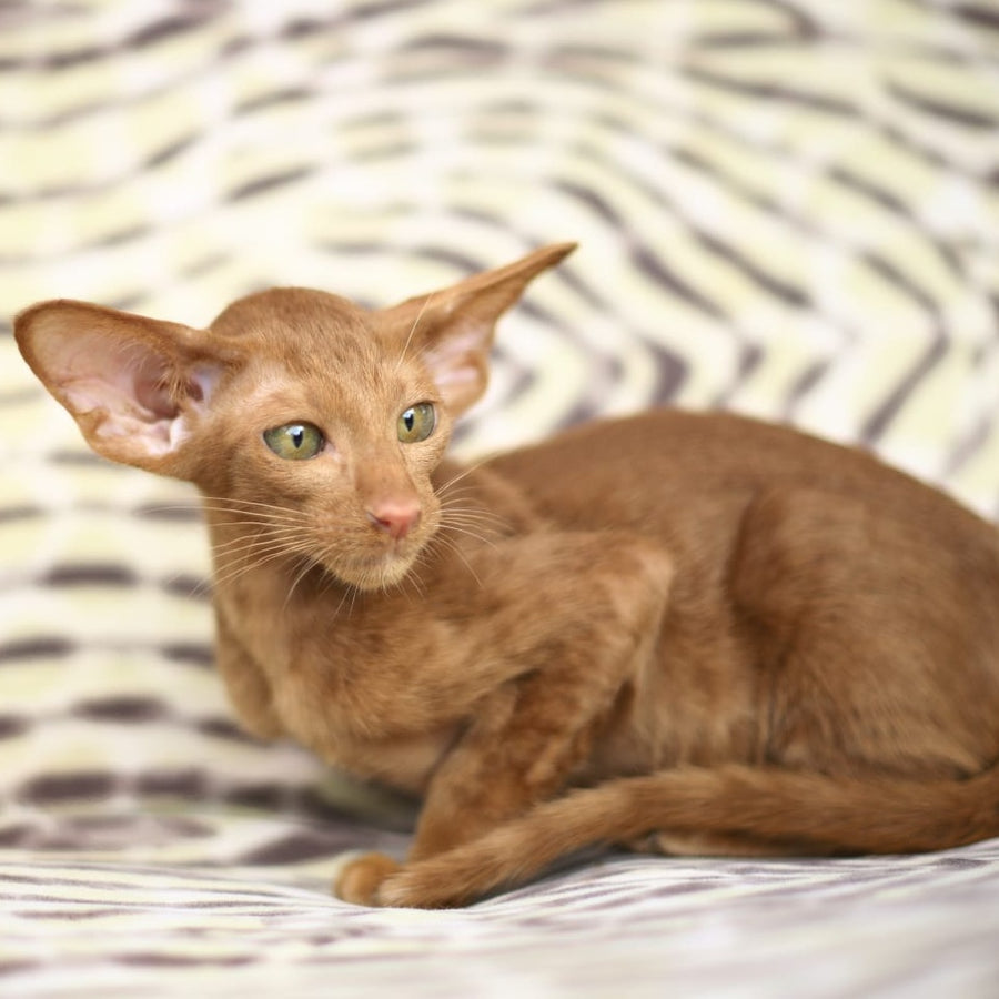 Opium Oriental Shorthair male, cinnamon
