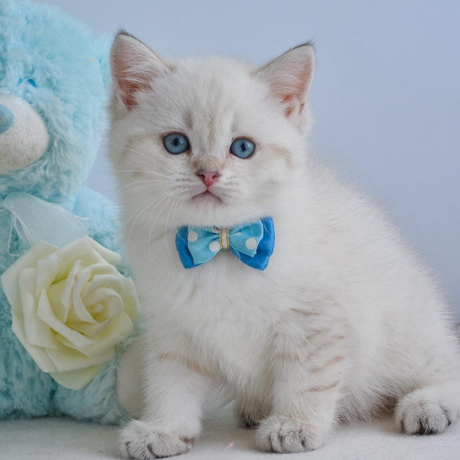 Iman British Shorthair male, black golden tabby pointed