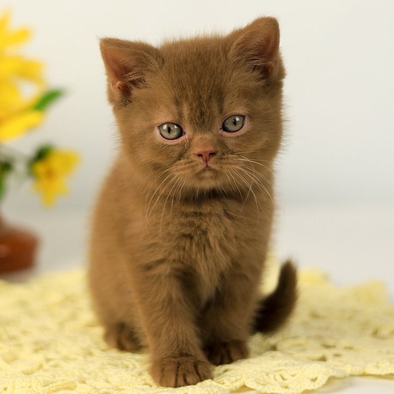 Leo British Shorthair male, cinnamon