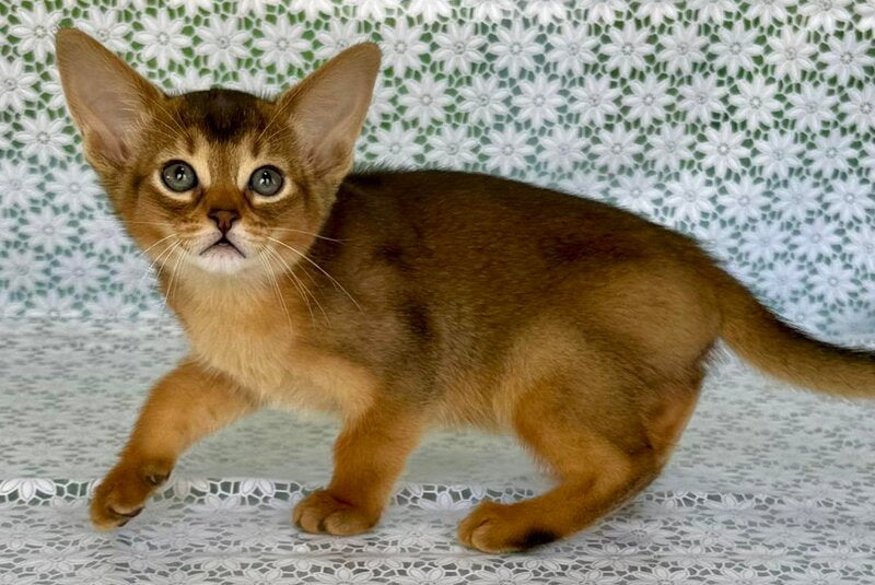 Elsie Abyssinian female ruddy - live animals