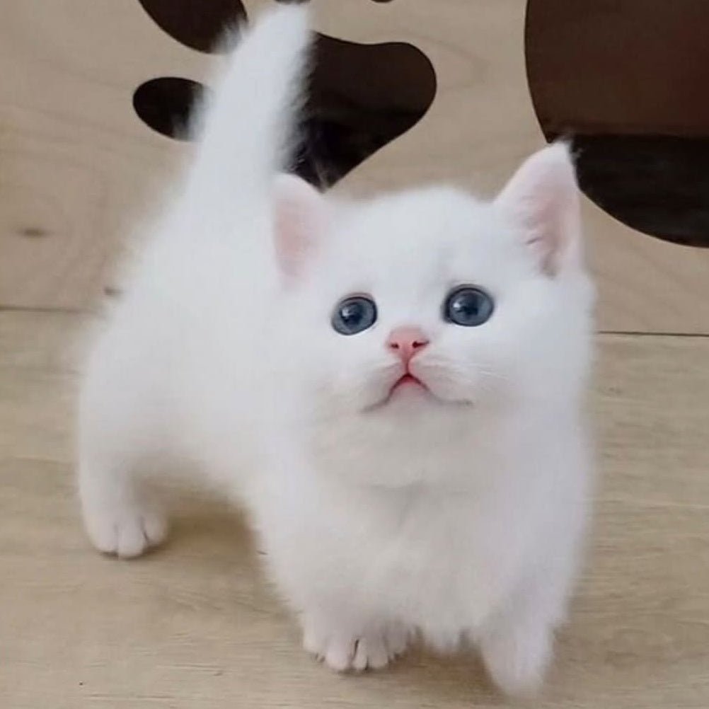 Casper Munchkin male, white