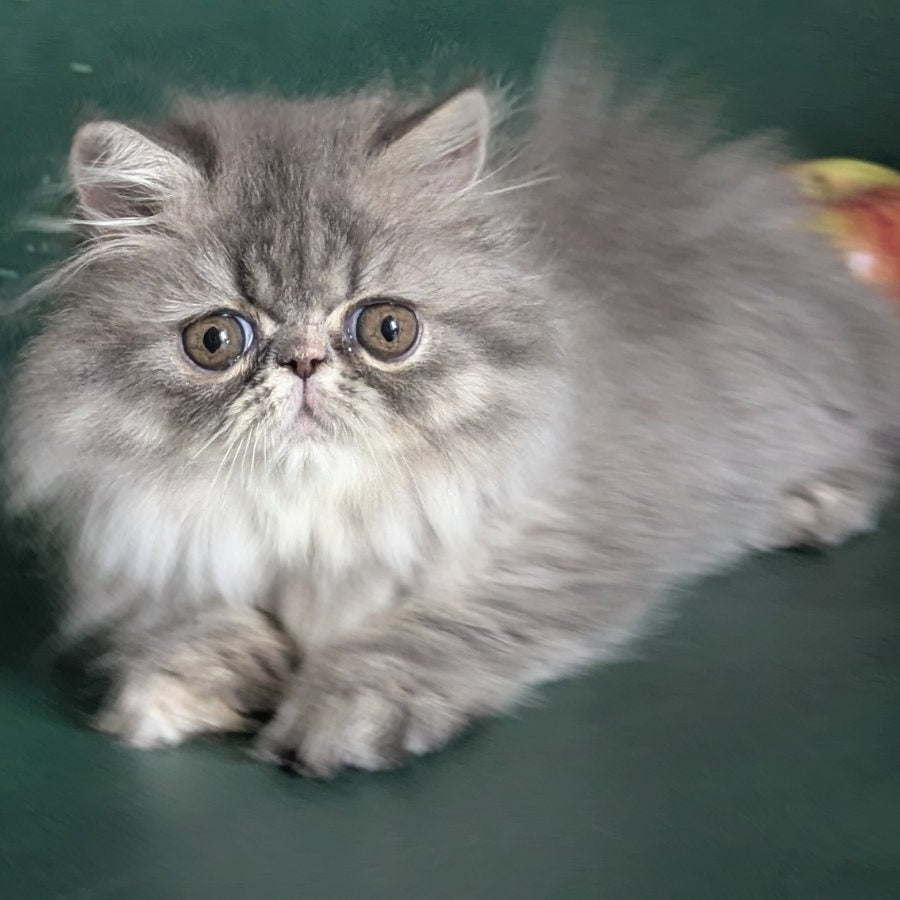 Donya Persian female, blue tortie