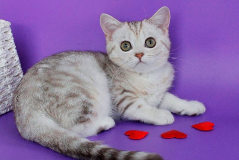 Kleo British Shorthair female, chocolate silver tabby