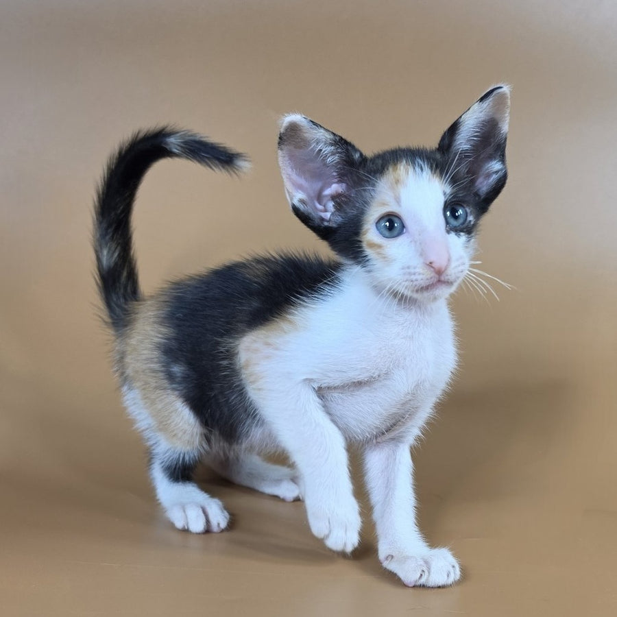 Dessert Rose Oriental Shorthair female, black tortie bicolour