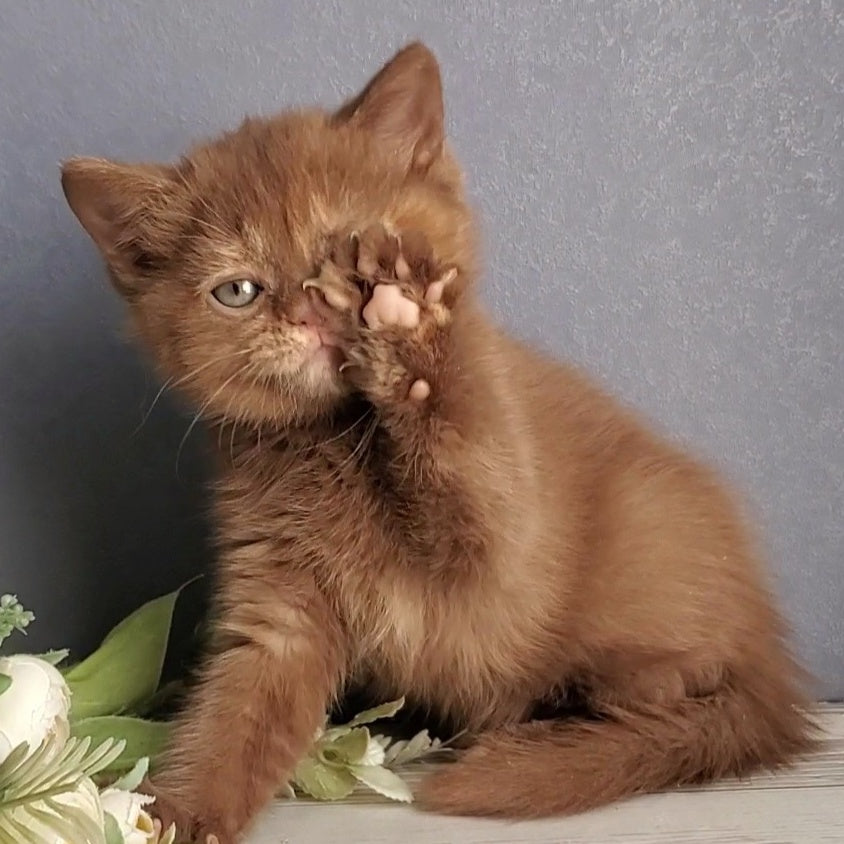 Daffy British Shorthair female, cinnamon tortie