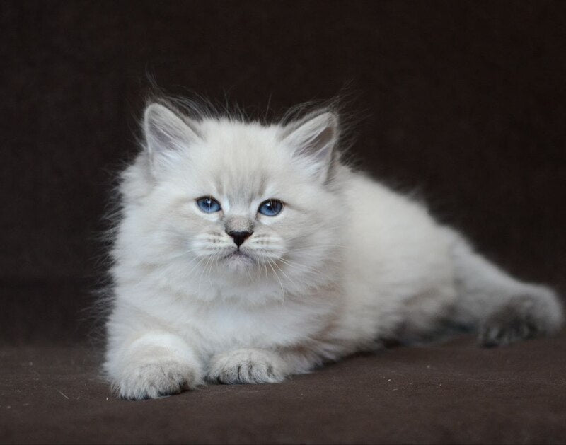 Eliksir Neva Masquerade male, blue tabby pointed