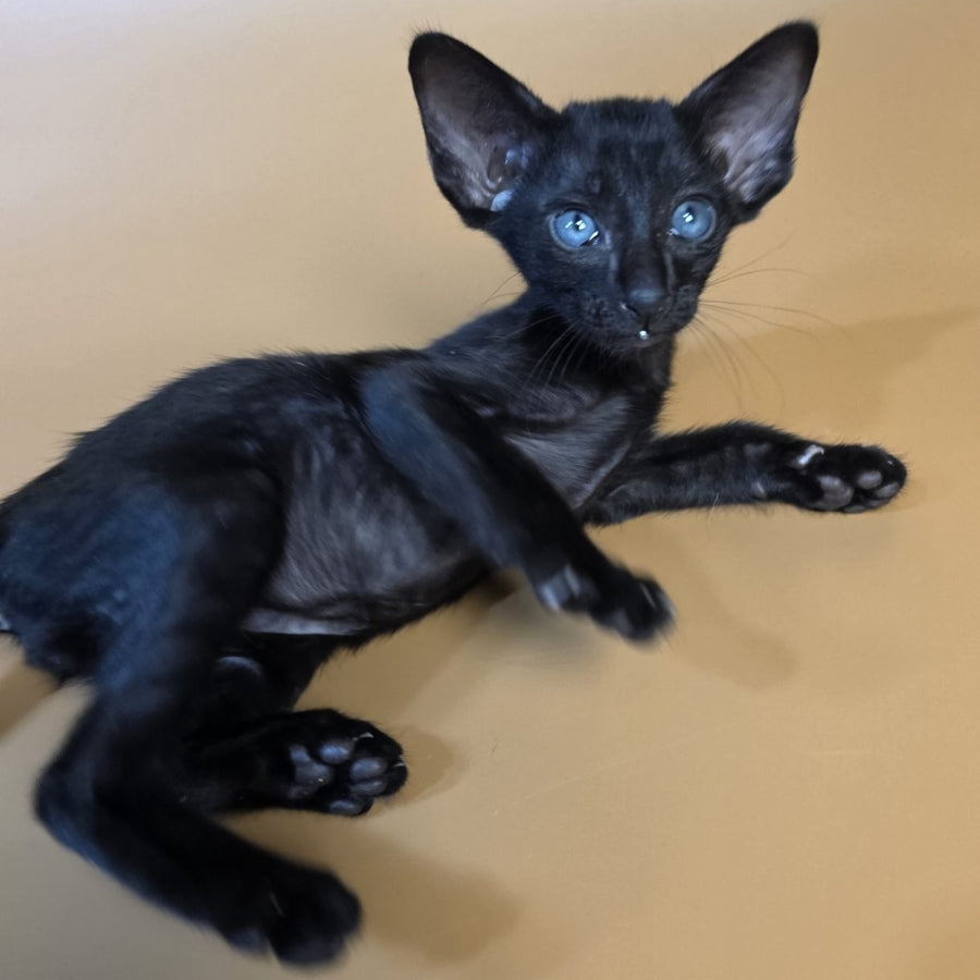 Finn Oriental Shorthair male, black