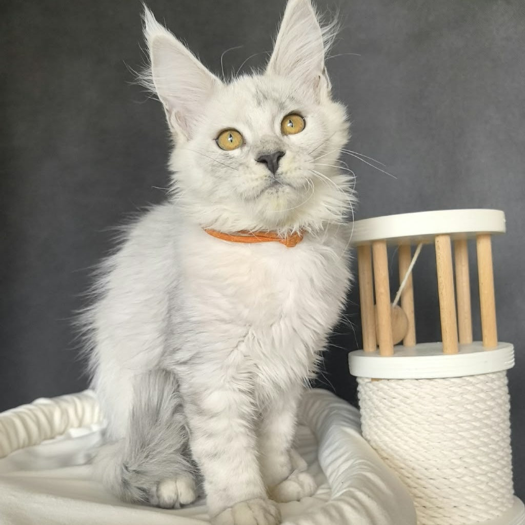 Williana Maine Coon female, black silver tabby