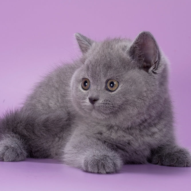 Peppa British Shorthair female, blue