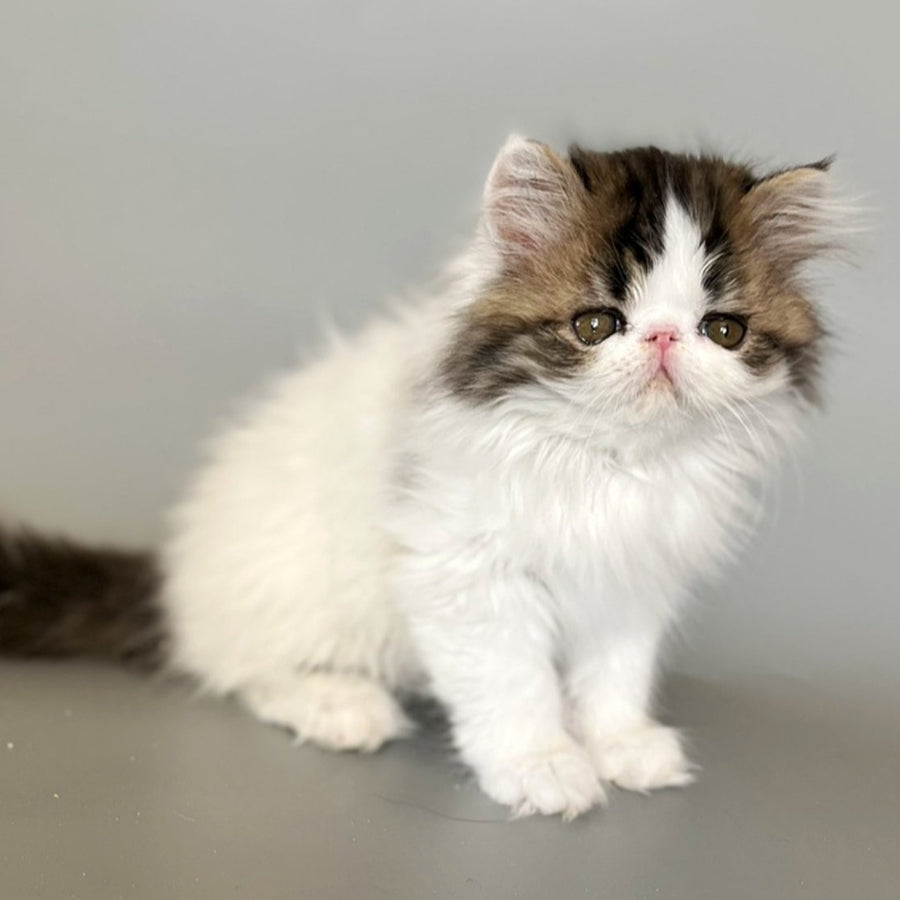 Armani Persian male, black spotted tabby van