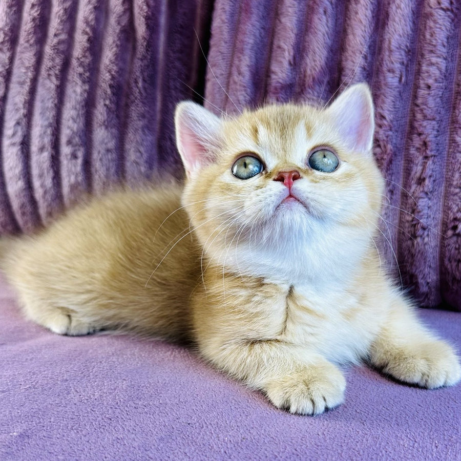 Golden Rose British Shorthair female, cinnamon golden shaded