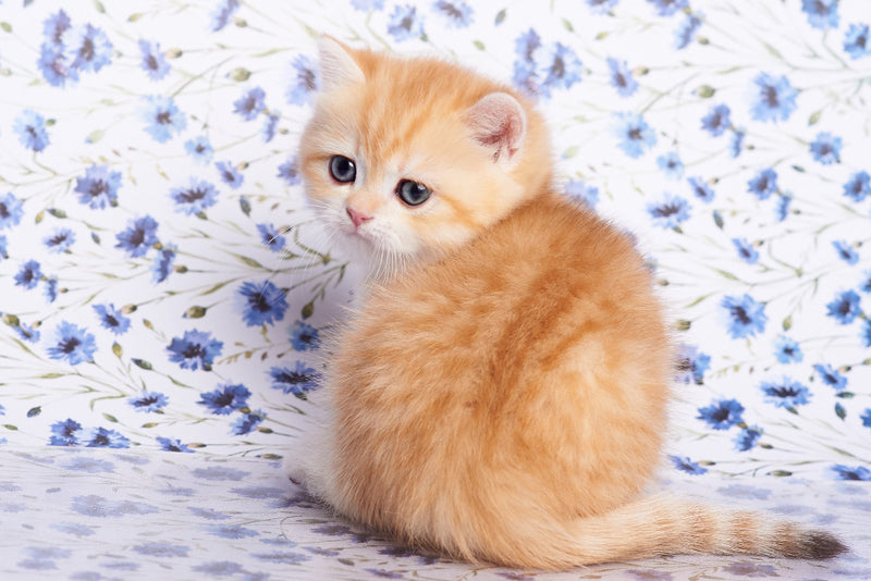 Felix British Shorthair male, chocolate golden spotted tabby
