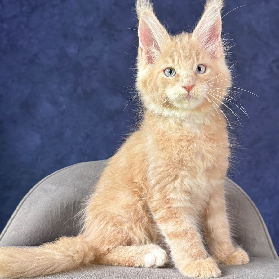 Romka Maine Coon male, cream tabby with white